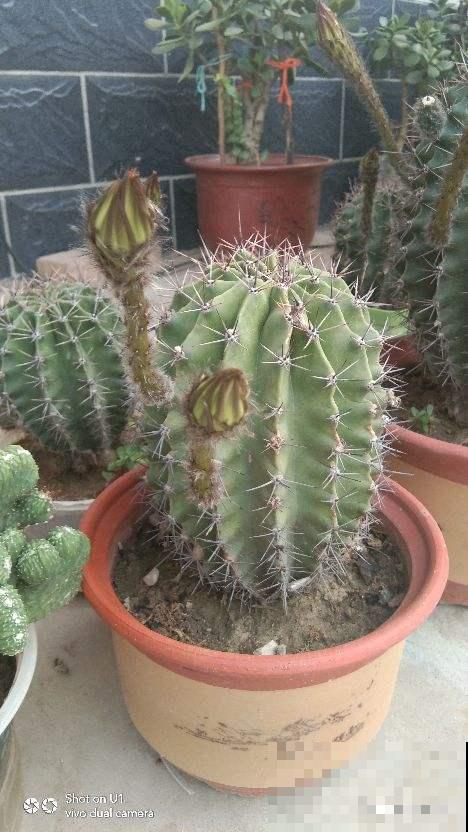 仙人球看着挺精神,实则根系都烂了,都是浇水多了惹的祸 仙人球看着挺精神,实则根系都烂了,都是浇水多了惹的祸