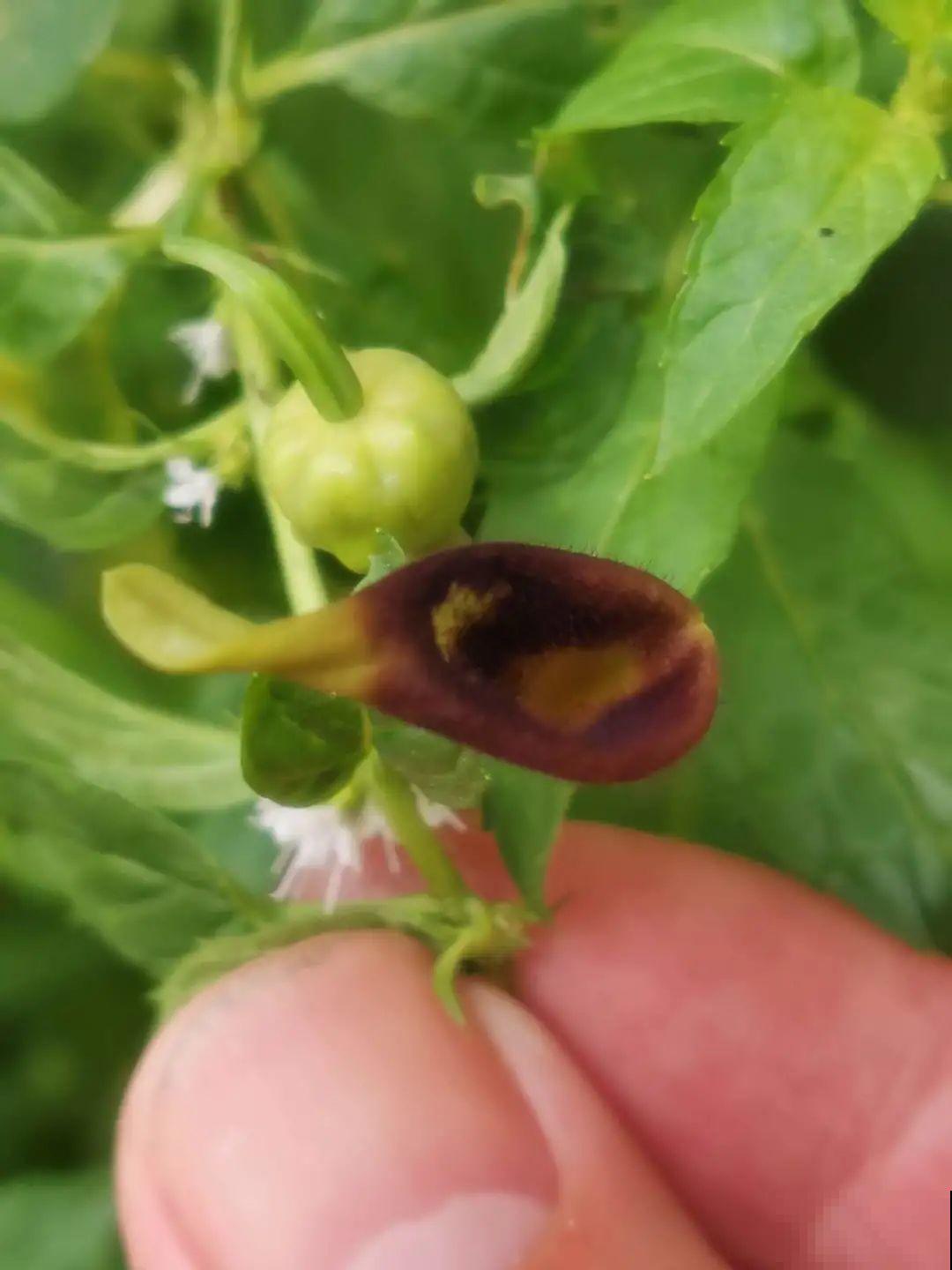 医院大门口,一男子竟被一片叶子砸晕,这叶子可真够大的 医院大门口,一男子竟被一片叶子砸晕,这叶子可真够大的