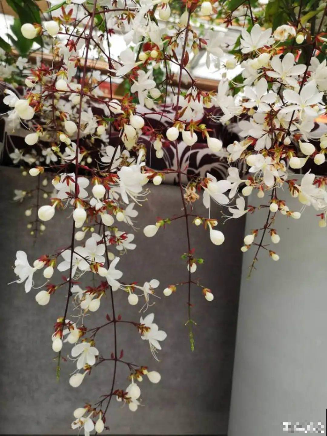 灵动仙气的垂丝茉莉,颜值超高,开花秀美多姿 灵动仙气的垂丝茉莉,颜值超高,开花秀美多姿