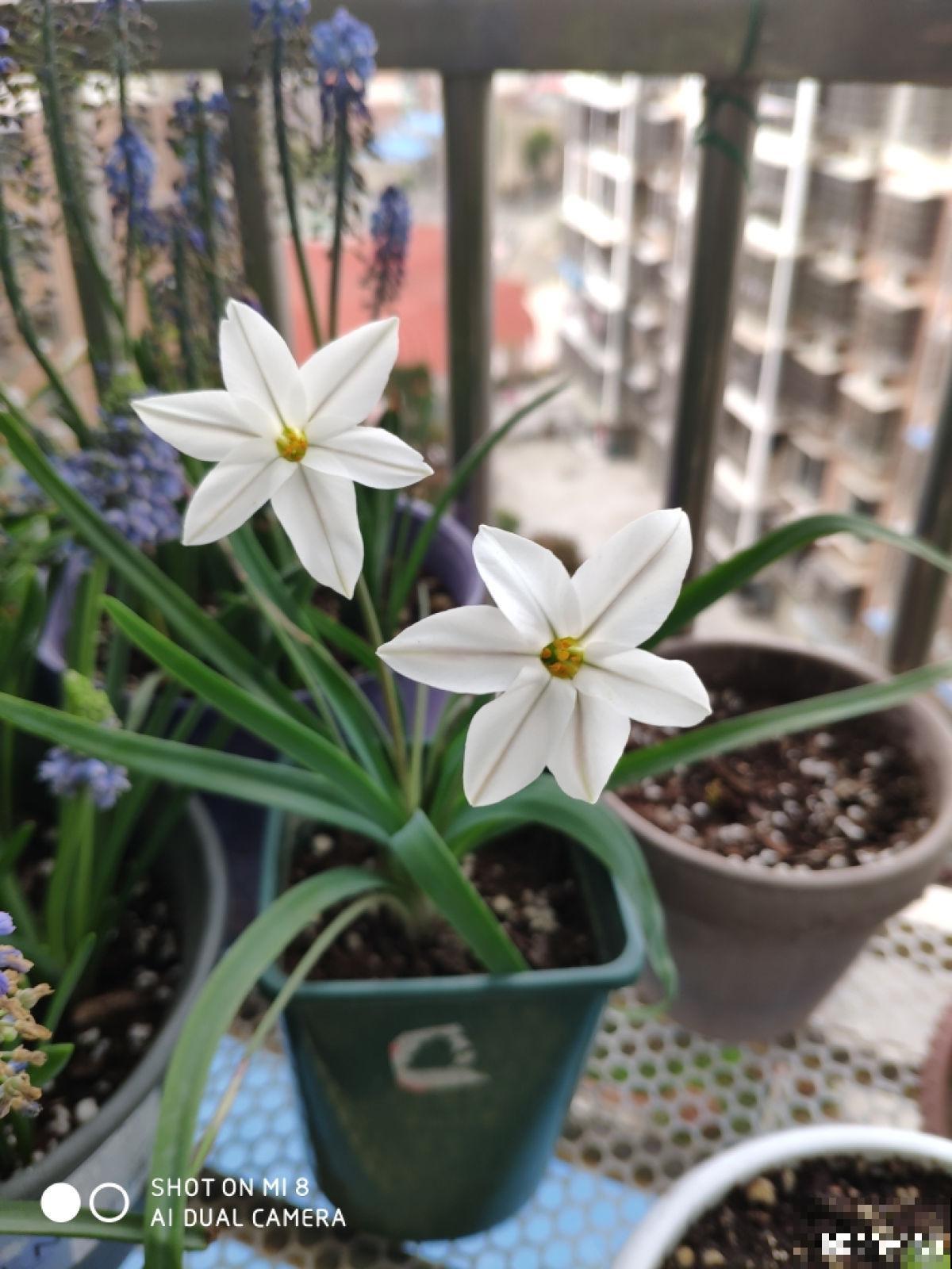 1种花长得像“韭菜”,开花却像“小星星”,颜色美得像彩虹 1种花长得像“韭菜”,开花却像“小星星”,颜色美得像彩虹