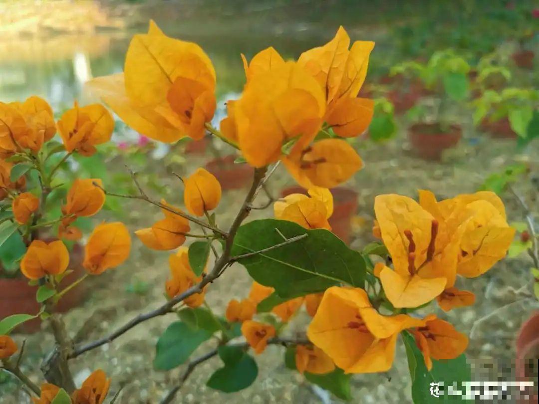 春天养花，就怕乱浇水，浇错水植物死的越快