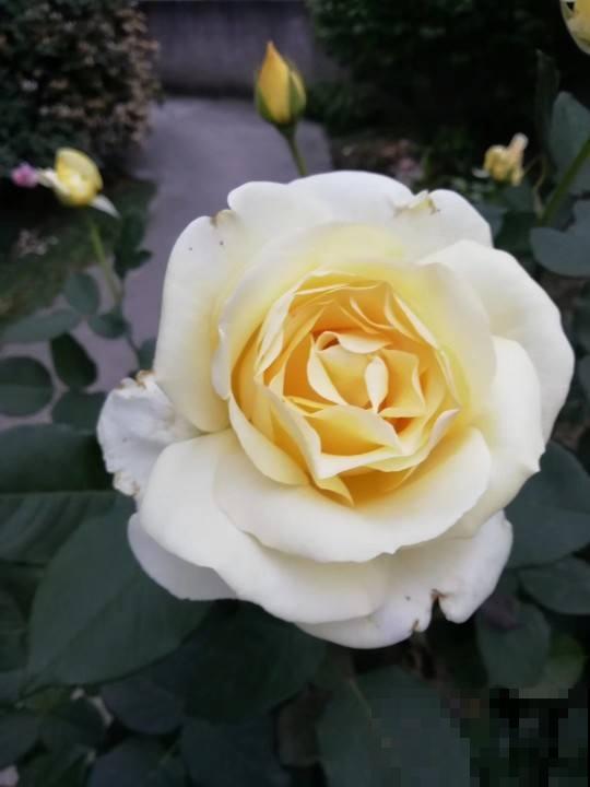 月季的水培技巧，轻松养出花来，这下水中也能“捞月”了！