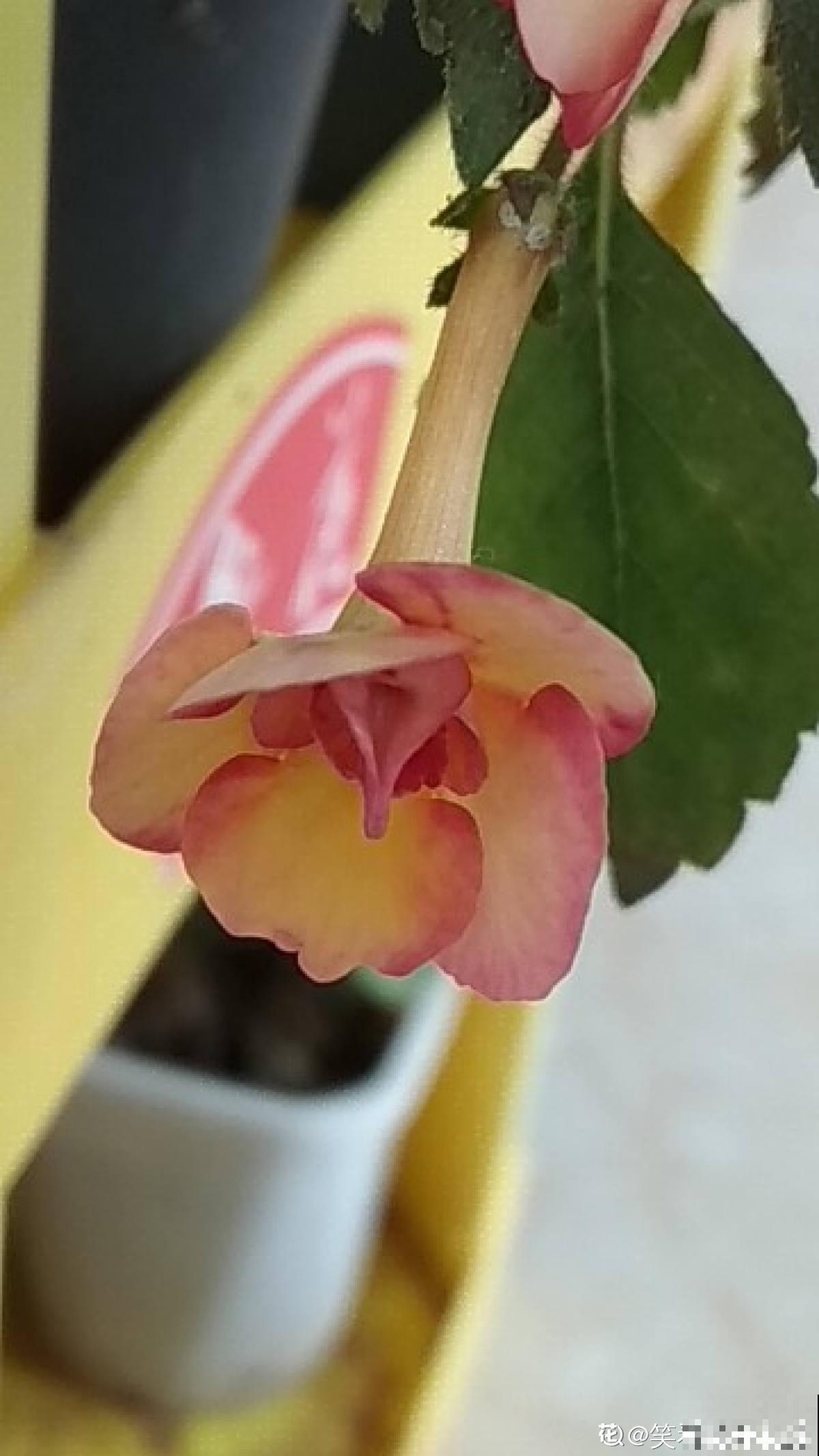 开花像“小喇叭”的植物，特别耐阴，没光也能开爆盆