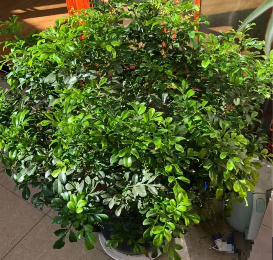 公认的难养花，买一盆死一盆，原来是被动了手脚…