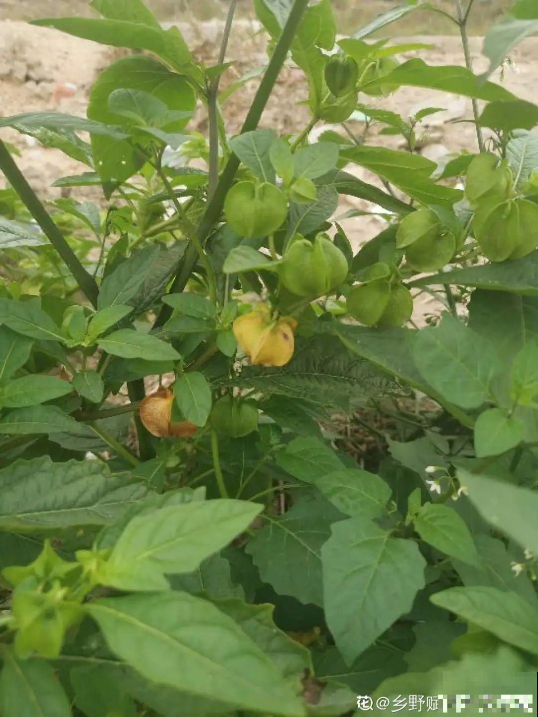 入侵植物太可怕，周围的草全被缠死，谨慎养护