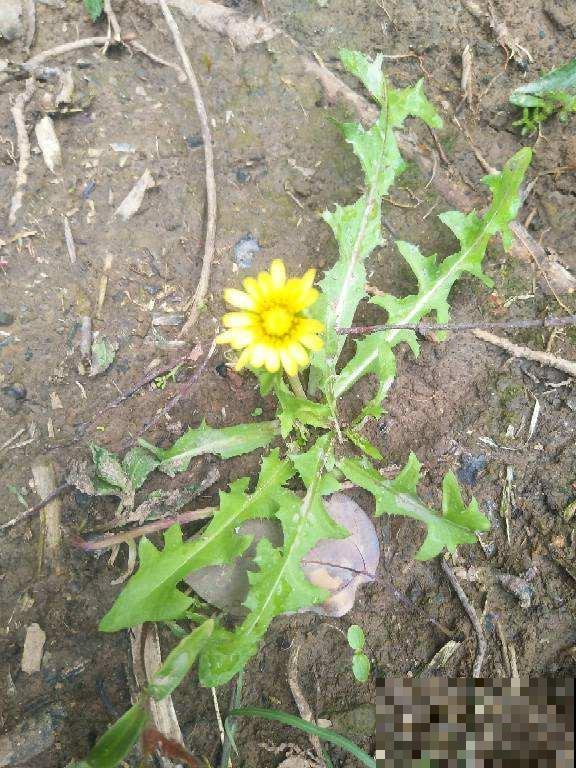 春季吃东西要注意,常见的酸性食物有两种,要少吃 春季吃东西要注意,常见的酸性食物有两种,要少吃