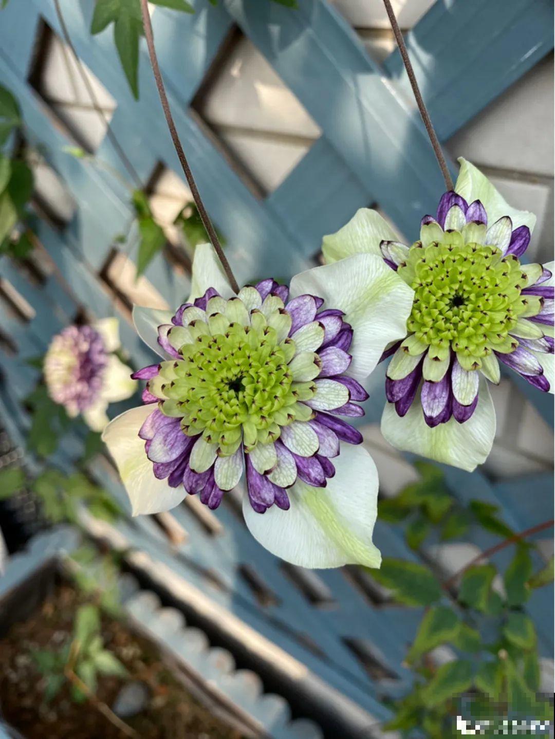 花园“三剑客”，可不太好养，能养好的都是高手