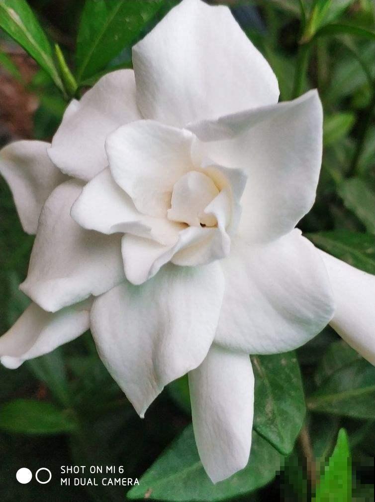 春天养护栀子花，要分清南北方，用对方法才是关键