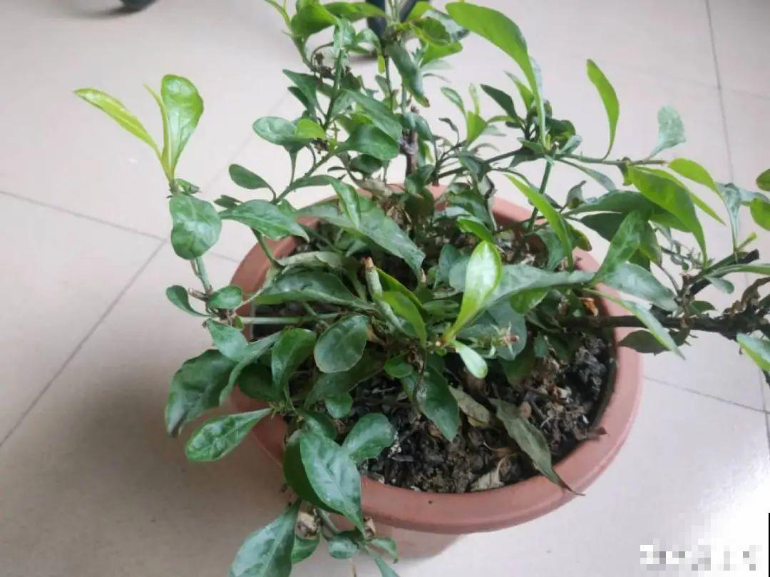 3月份养花,别急着搬出屋外,花容易死翘翘 3月份养花,别急着搬出屋外,花容易死翘翘