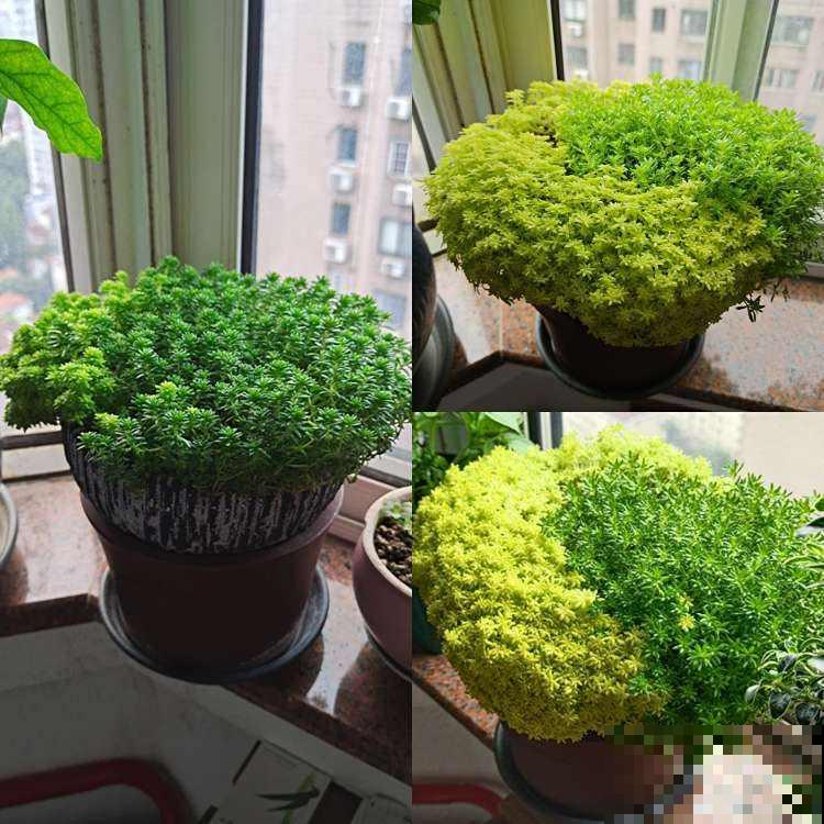 车里养盆小绿植，异味被吸走，观赏效果超好