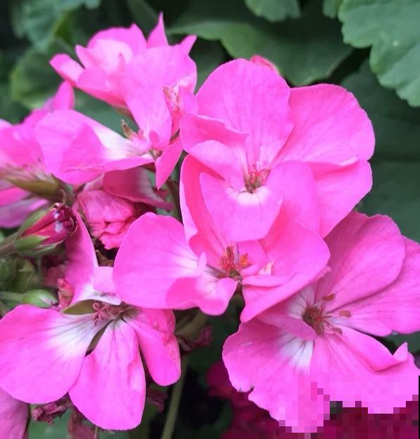 4种花一旦入了品种坑,钱包一天比一天薄,根本出不了坑 4种花一旦入了品种坑,钱包一天比一天薄,根本出不了坑