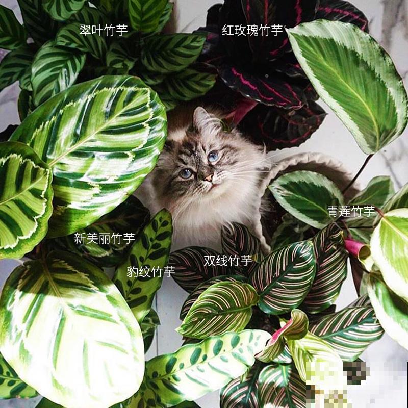 在家养花，一定要注意养花位置，5个地方不能养