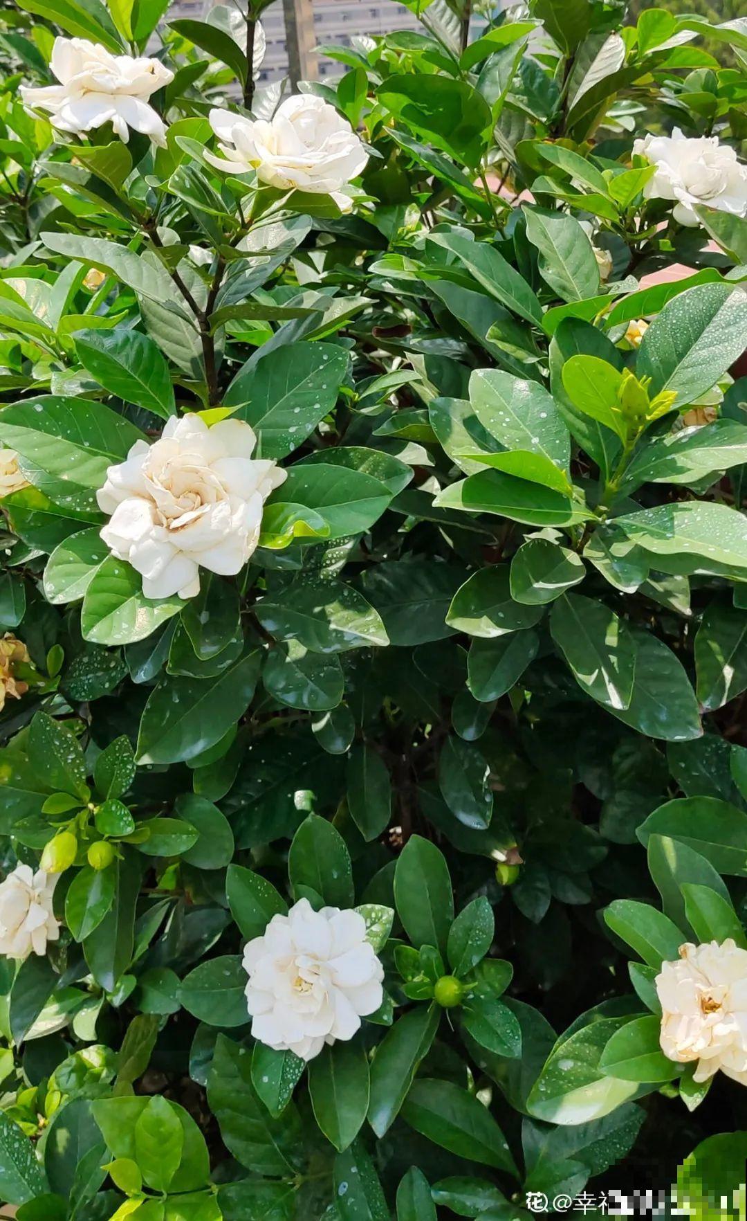 茉莉花养不好，主要是土壤问题，学会“调酸”很重要