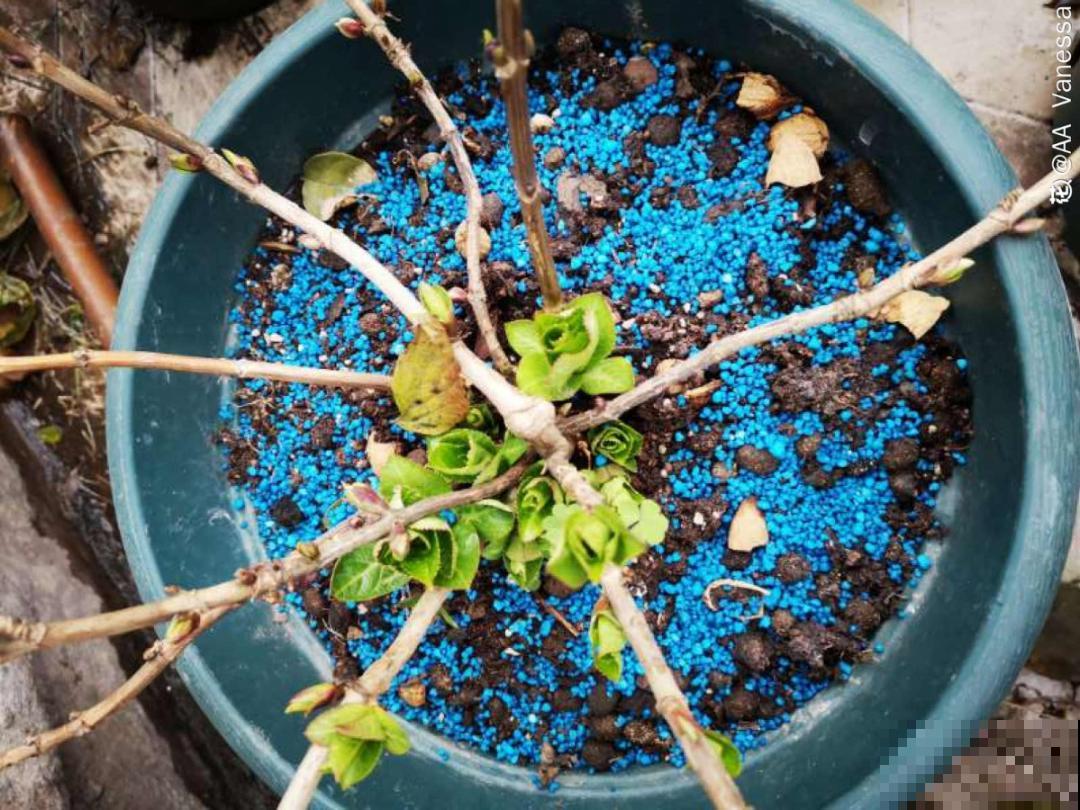 春天肥料要用对，根据植株种类施，效果更好