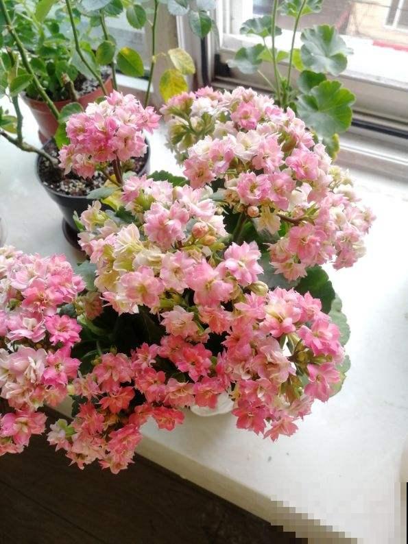 一盆花开出三个颜色，能变色的花特神奇，现在养正是开花季