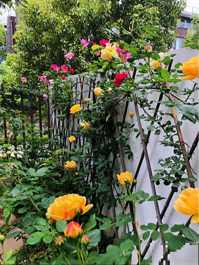 邻居的院子里放了4样东西，颜值提升不少，还特实用