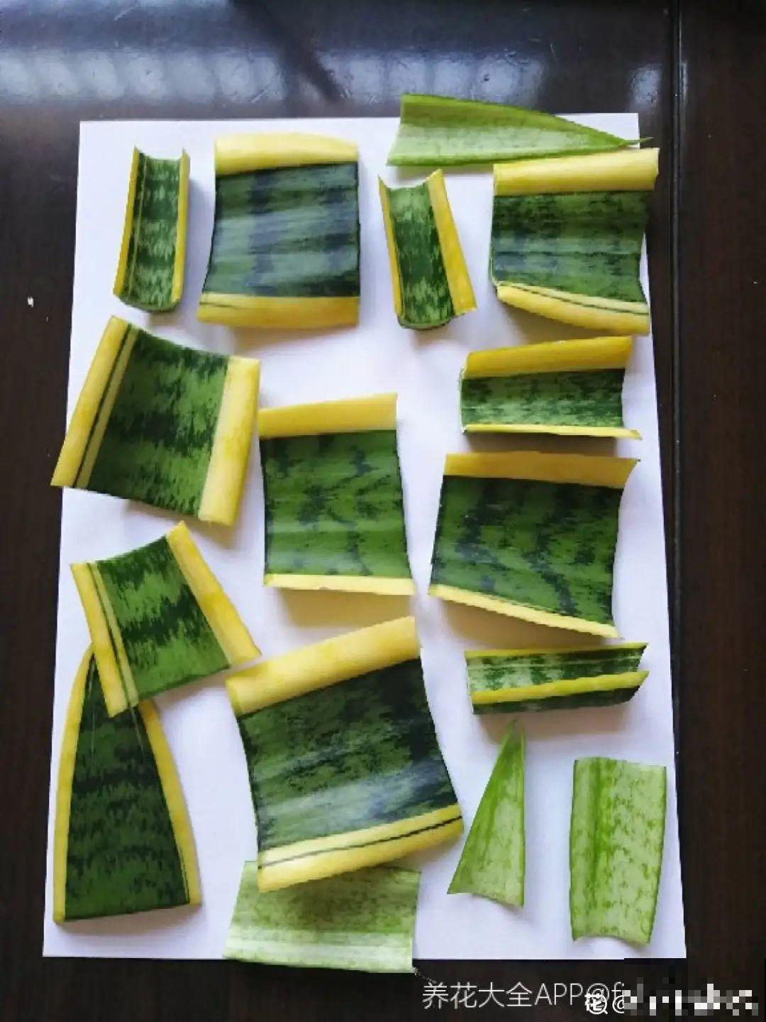 12种花真是太能生，叶子沾土就生根，实在太好活