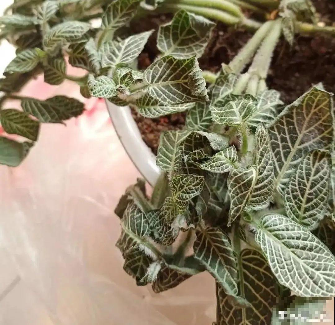 夏天怕晒的花,赶紧搬到阴凉地儿,再晒成枯杆了 夏天怕晒的花,赶紧搬到阴凉地儿,再晒成枯杆了