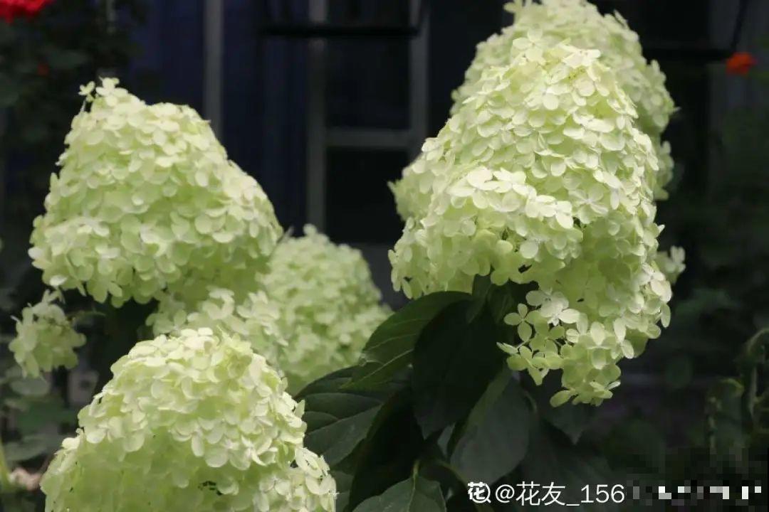 春天养盆绿色花,看着清爽干净,今年一定要养一盆 春天养盆绿色花,看着清爽干净,今年一定要养一盆