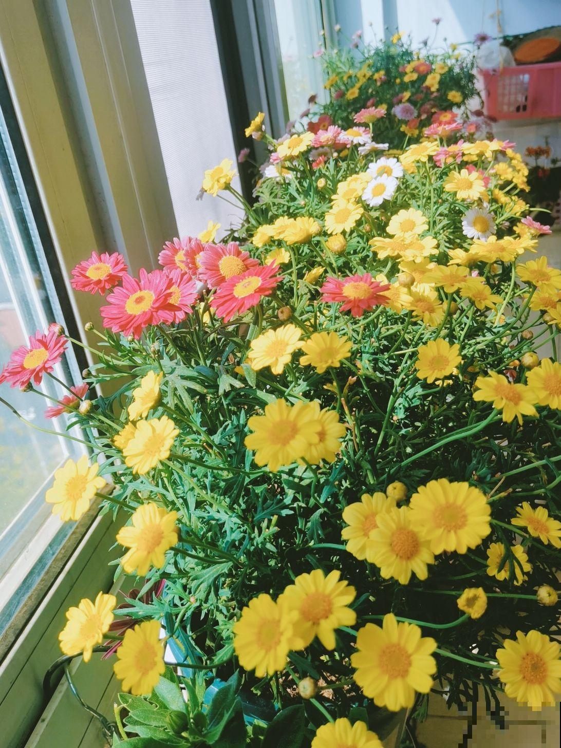 网购花卉是个技术活，别贪小便宜，少买点假货吧！