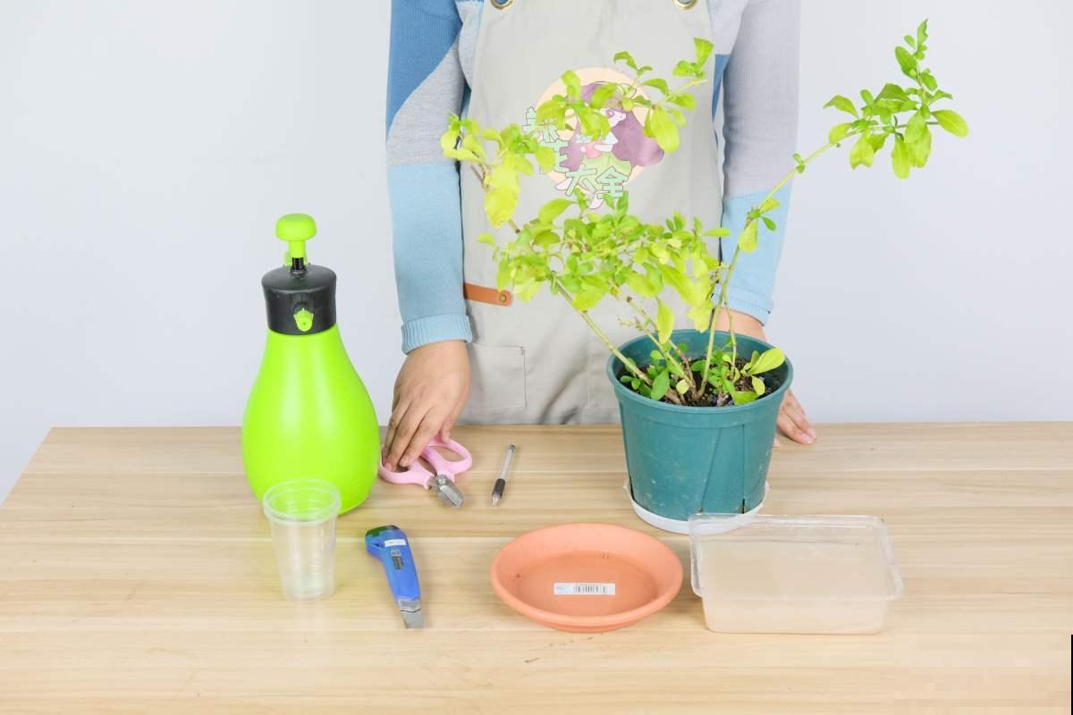 蓝雪花真是“开花机器”，光照越强越开花，一年到头都赏花