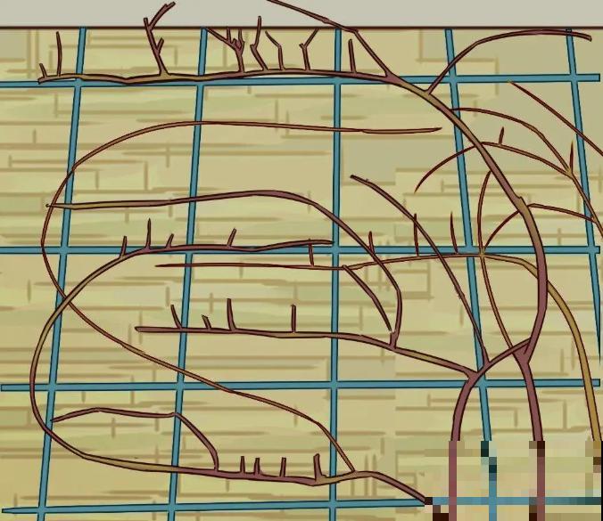 月季现在赶紧施肥，不然越长越差，上肥后月月开花