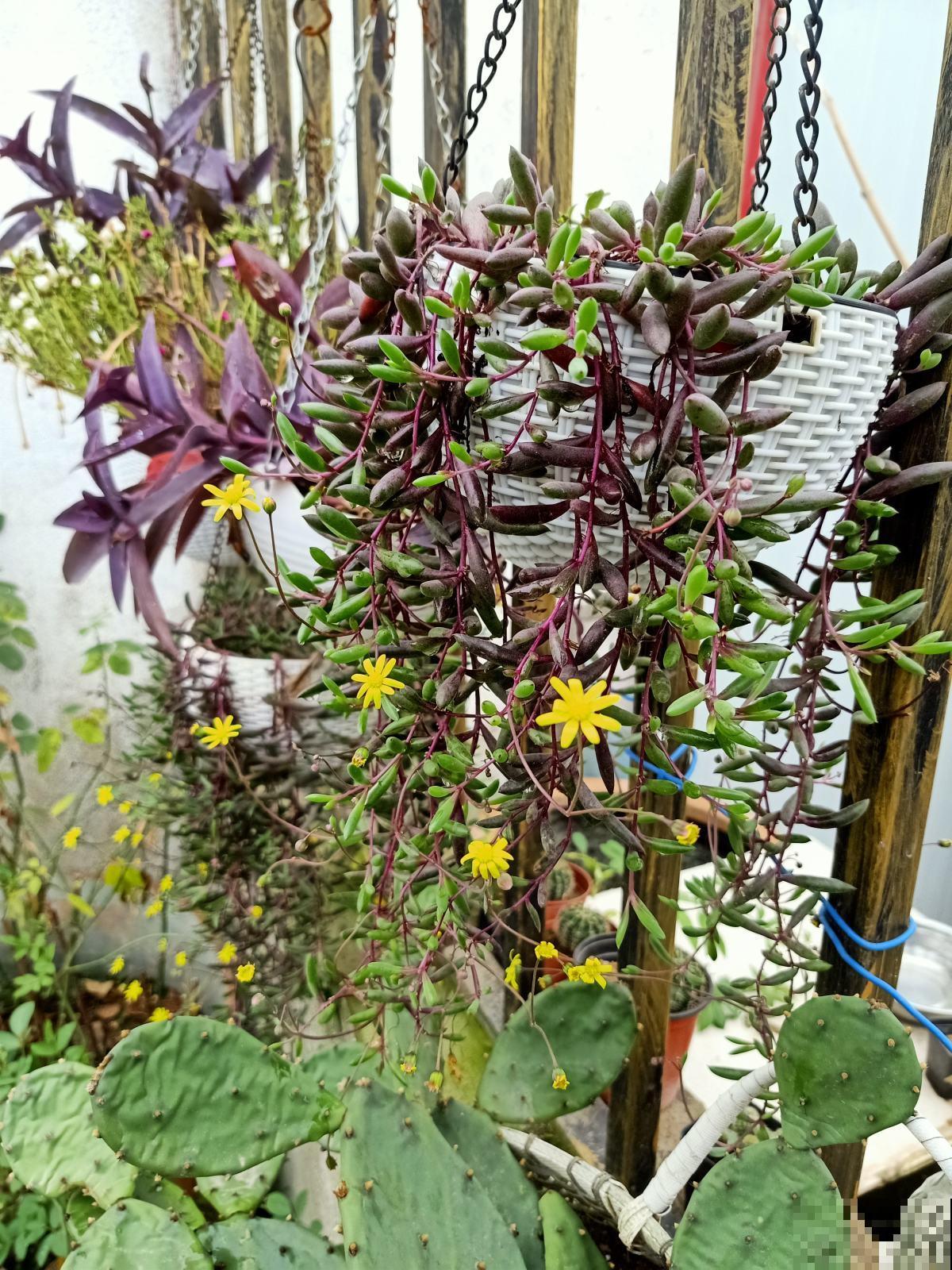 养多肉选能爬藤的，枝叶长得快，呼呼爬墙