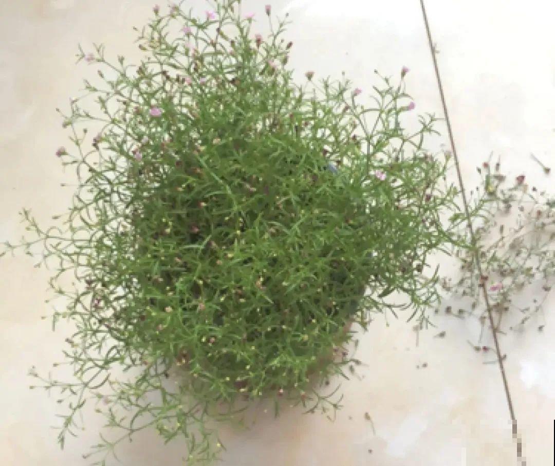 春天给花修剪,花才能呼呼开,俩月开爆盆 春天给花修剪,花才能呼呼开,俩月开爆盆