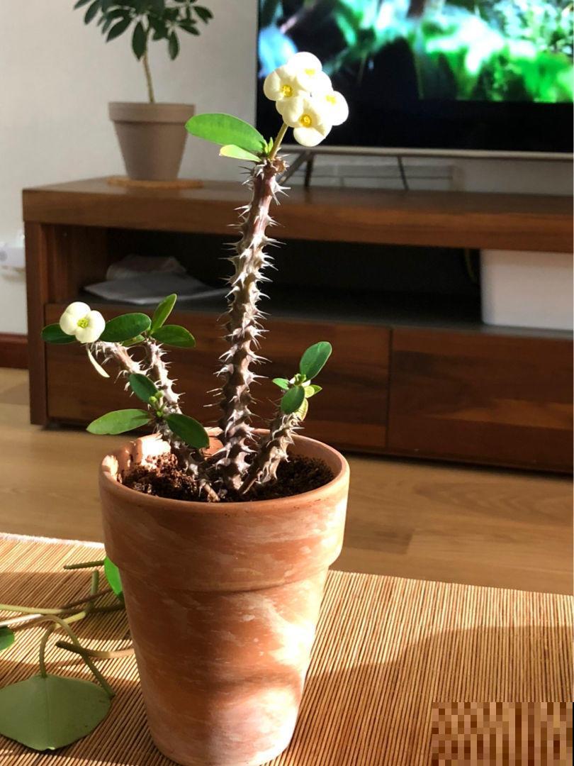 想在家里养花，先看看这5个忌讳，很多人都会犯！