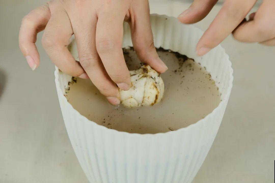 春天最佳繁殖季，扦插播种分株压条，成活率特高