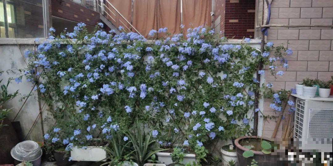 一棵旱金莲，开花又多又没，1年就能长成花墙！