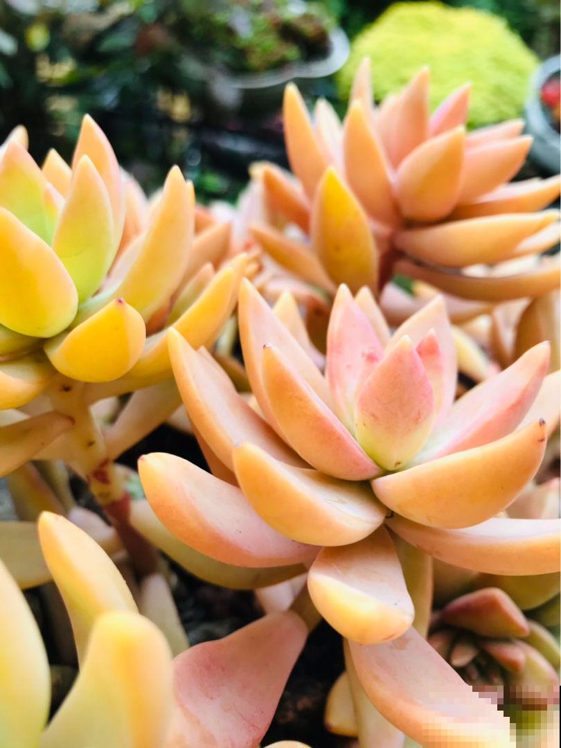 新手养多肉，打好基础是关键，5个要点要记住