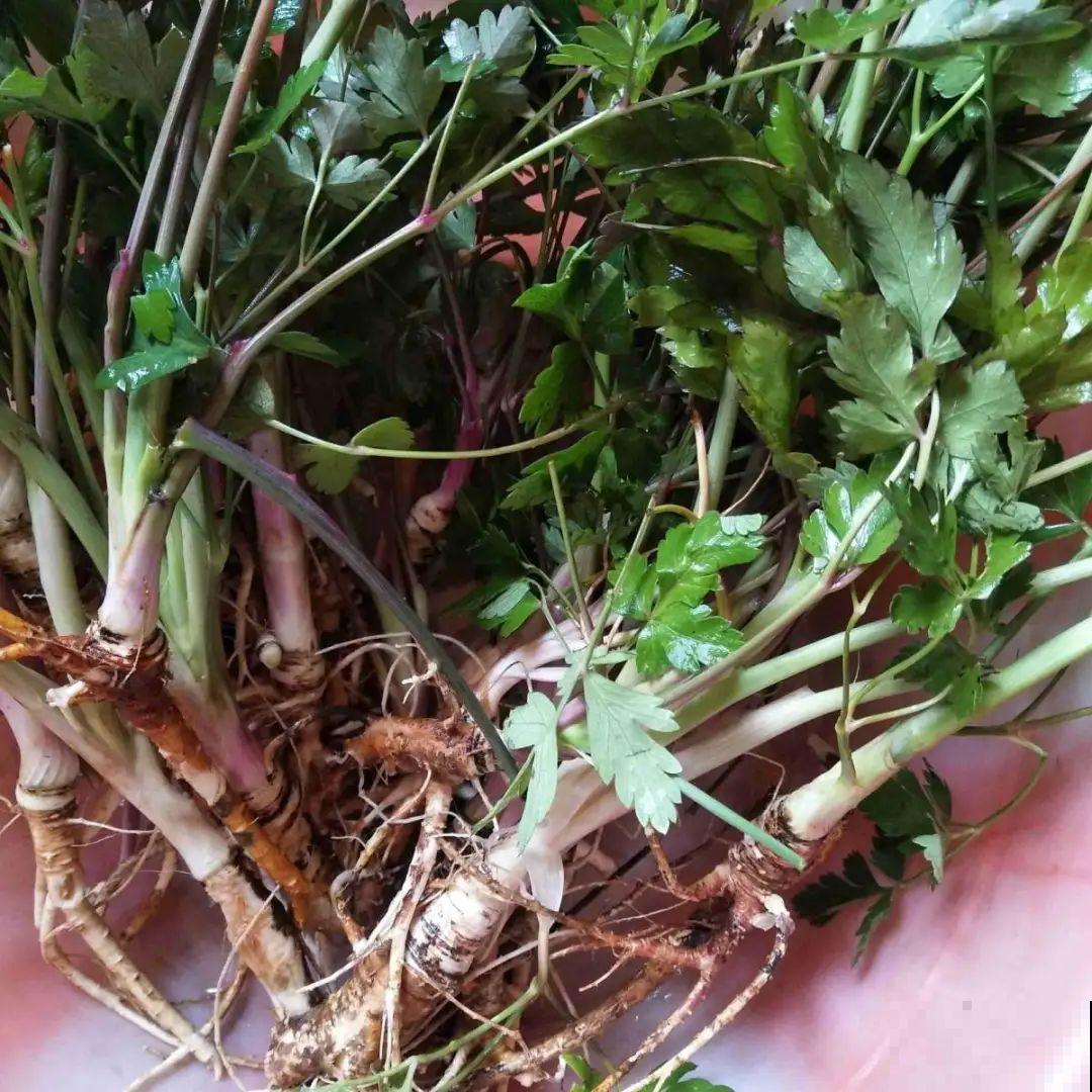 春天的野菜大全,小心辨认,千万别挖错了 春天的野菜大全,小心辨认,千万别挖错了