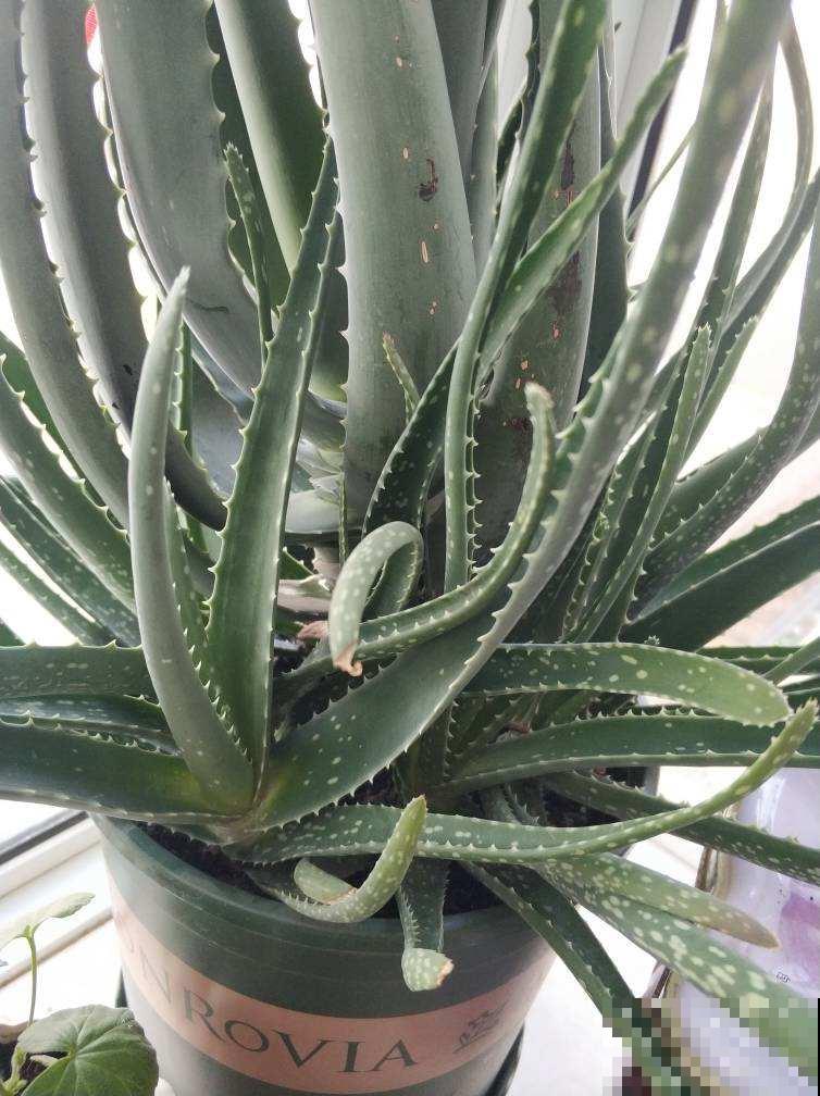 老中医都爱养的花，养在家里好处多，养人养身心