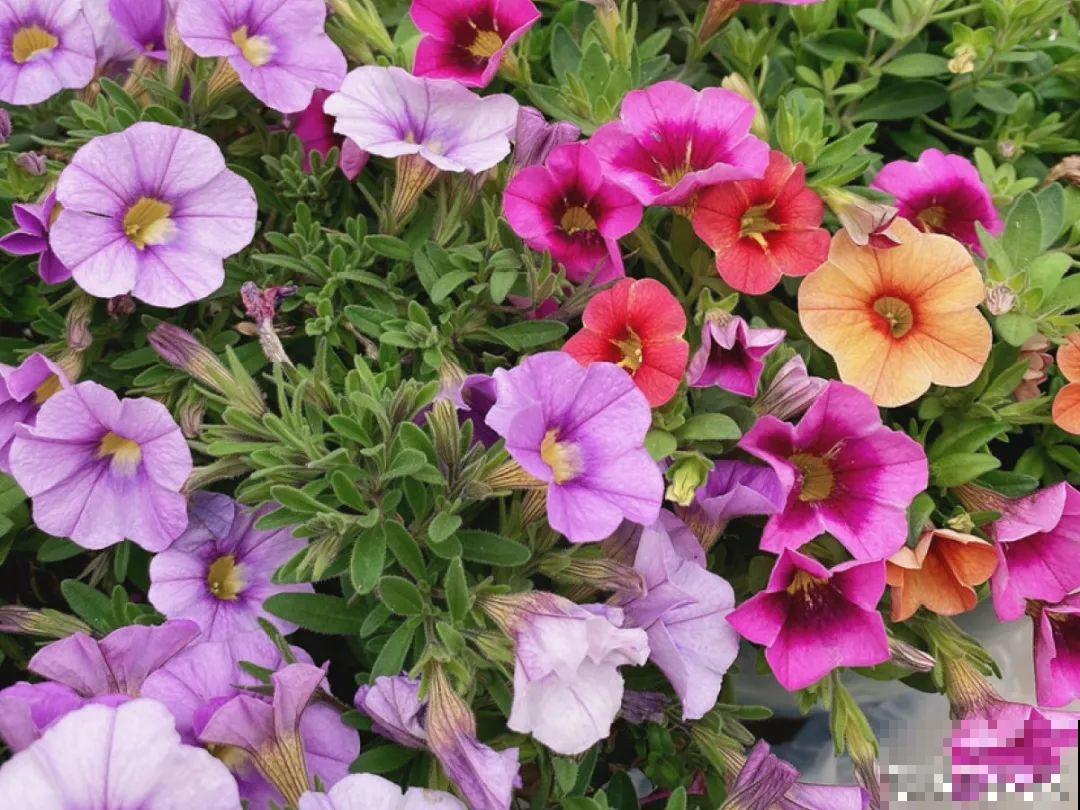 5月出门,收下这份百花图谱,啥花都能叫上名! 5月出门,收下这份百花图谱,啥花都能叫上名!