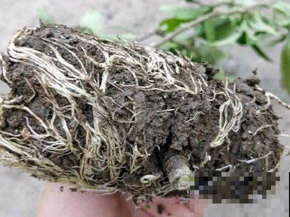 春天的大粗杆子，直接插土里，很快就生根