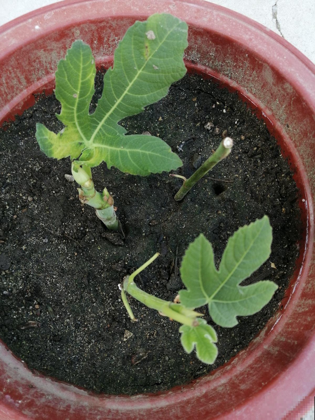 路边捡的无花果枝条，插土里很快生根，一年时间就能结果