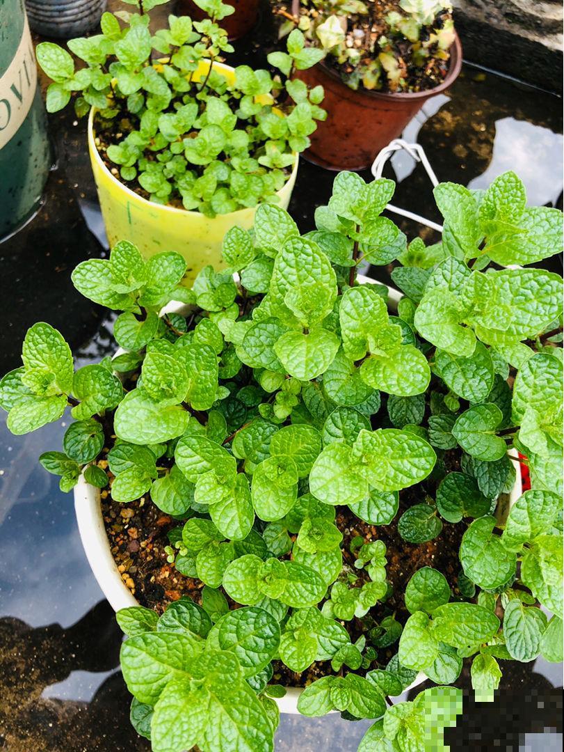 薄荷不用买，扦插就能活，很快又能长一盆！