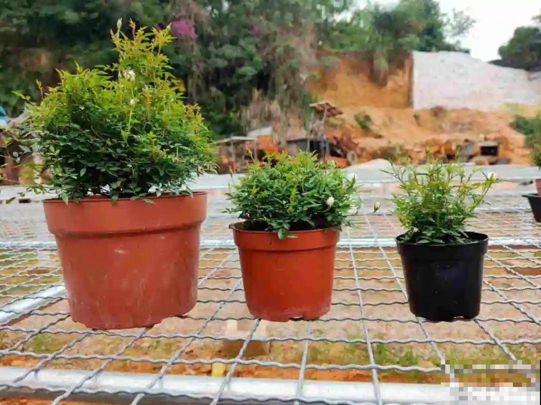 给花浇水掺点白醋，植物根比萝卜还粗，健壮不黄叶