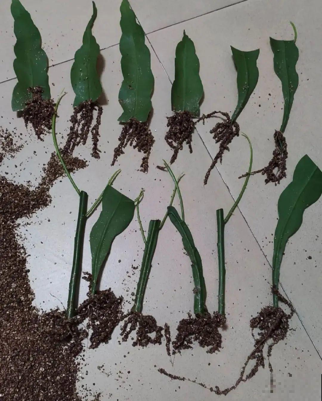 12种花真是太能生，叶子沾土就生根，实在太好活