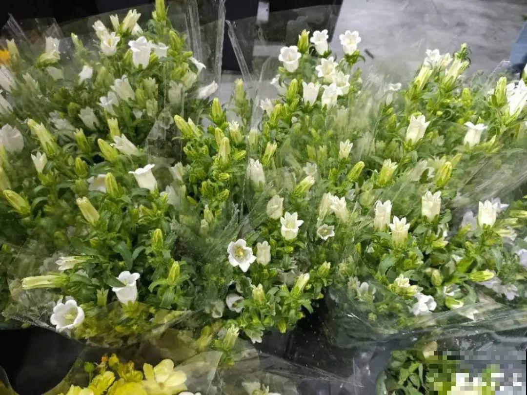 花市里买花,巧认识“激素苗”,买花不上当 花市里买花,巧认识“激素苗”,买花不上当