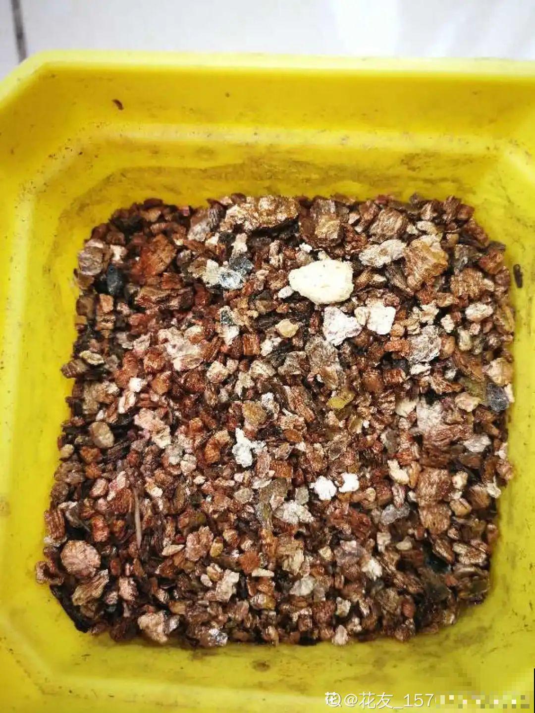 6种花夏天扦插,枝条剁8段、撒土里,3岁小孩都能插活! 6种花夏天扦插,枝条剁8段、撒土里,3岁小孩都能插活!