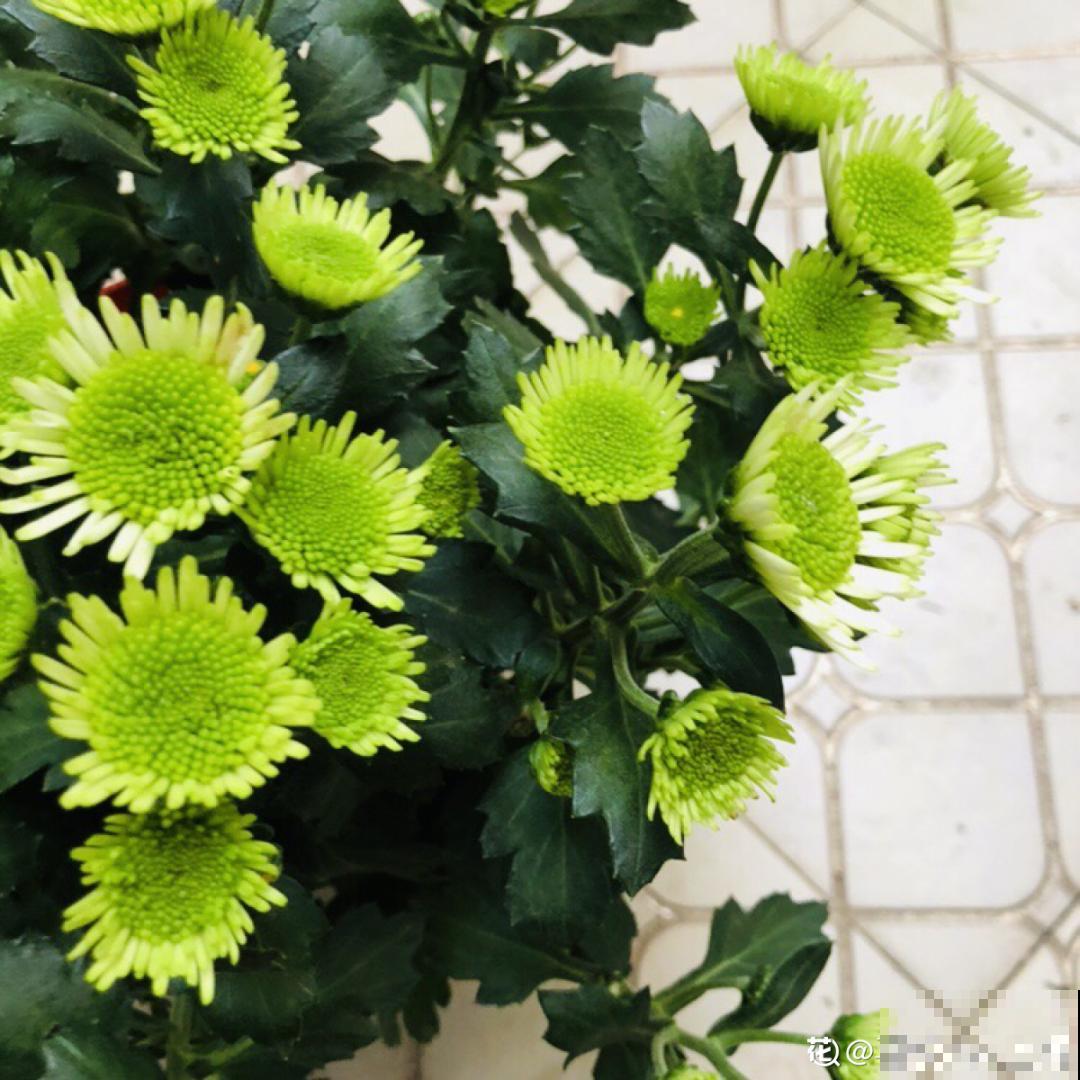 春天养盆绿色花,看着清爽干净,今年一定要养一盆 春天养盆绿色花,看着清爽干净,今年一定要养一盆