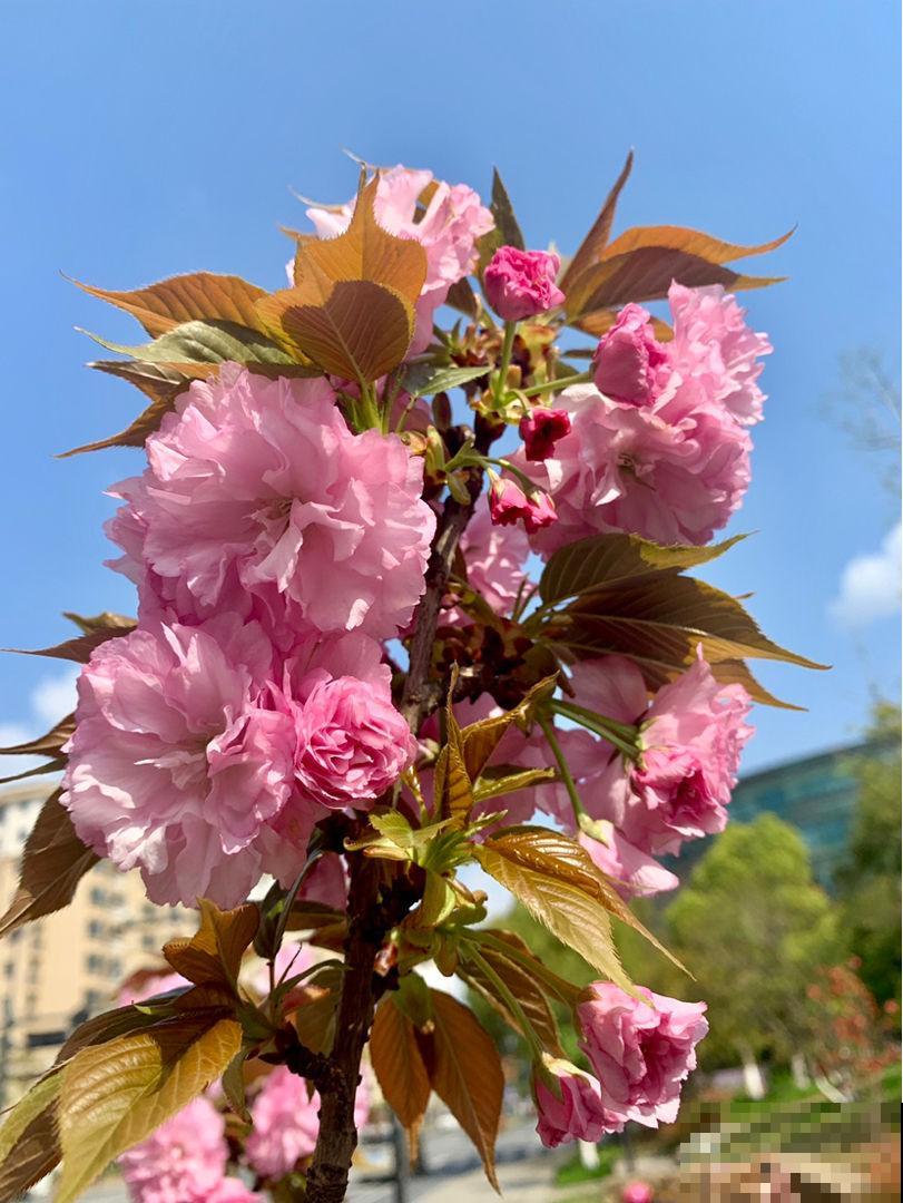 家里种棵“有福树”，开花就有好兆头，福气满满