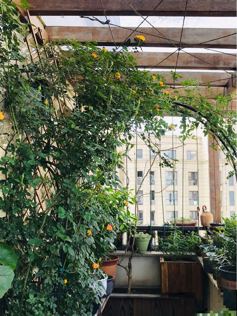 养花不用养太多,这一种花养好了,足够撑起一家门面! 养花不用养太多,这一种花养好了,足够撑起一家门面!