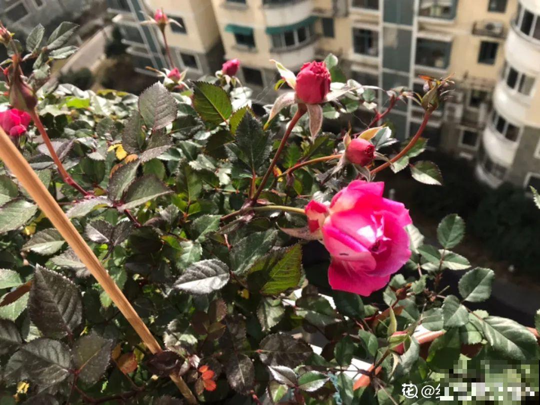 春天养太阳花,猛晒太阳才开花,扦插特好活 春天养太阳花,猛晒太阳才开花,扦插特好活