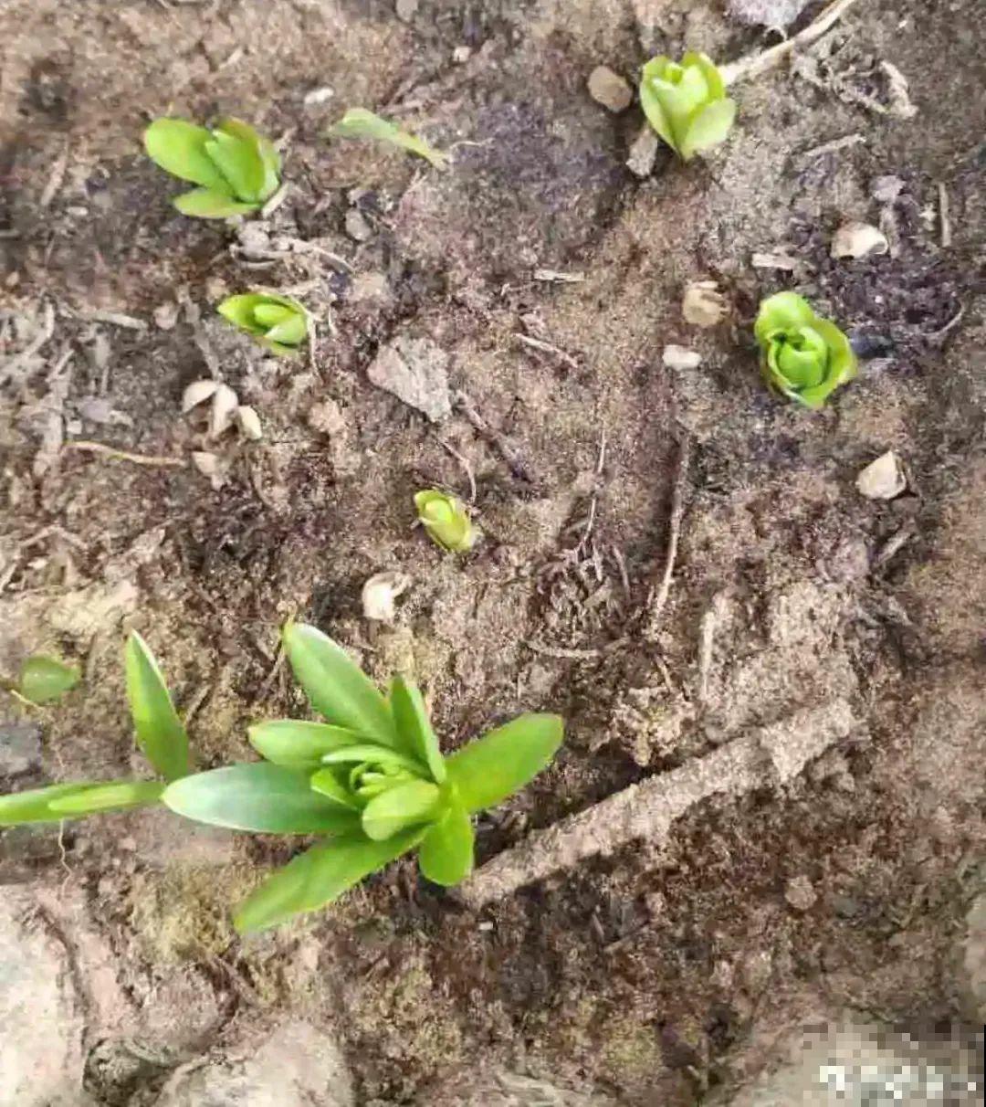 8种花开始慢慢睡醒了， 现在长得正旺，多浇水施肥， 开花更多！