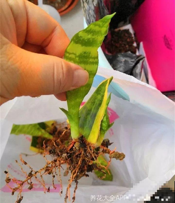 6种花夏天扦插,枝条剁8段、撒土里,3岁小孩都能插活! 6种花夏天扦插,枝条剁8段、撒土里,3岁小孩都能插活!