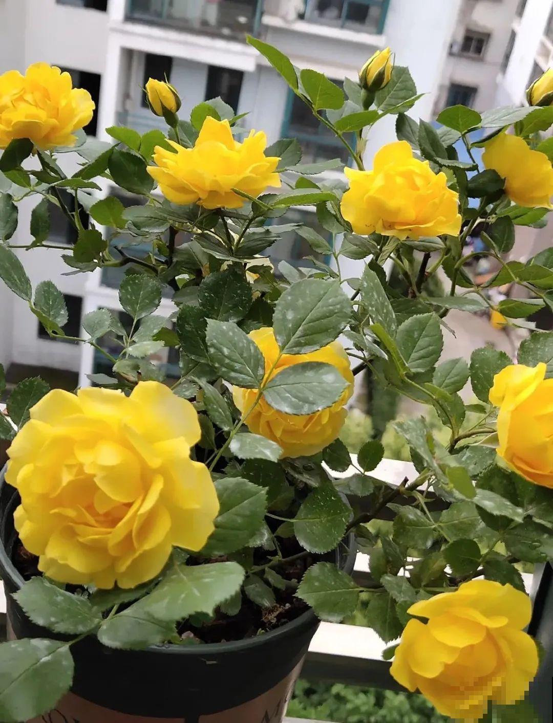 新买的绣球别猛晒，养在阴凉通风处最好，不然叶子全晒焦了