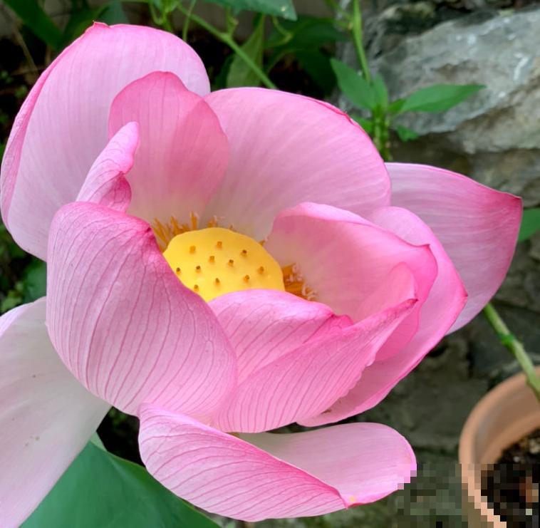 80种常见花卉，读过后，花名难不倒你